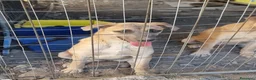 Meticcio cani in regalo: Cuccioli in Adozione  - Annuncio 6