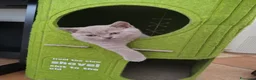 British gatti in vendita: Splendidi gattini di pura razza British Shorthair  - Annuncio 5