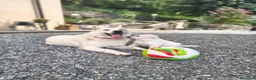 Pastore Svizzero cani in vendita: Adorabili cuccioli di pastore svizzero a Provincia di Bergamo - Annuncio 20