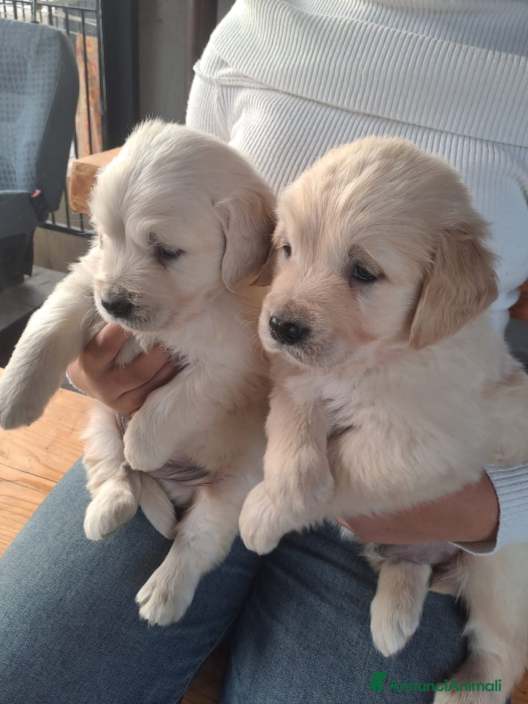 Golden Retriever cani in vendita: Golden retriever - Annuncio 12