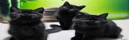 British gatti in vendita: British  Scottish  - Annuncio 16