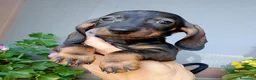 Bassotto cani in vendita: Bassotta pelo corto nana con pedigree  - Annuncio 7