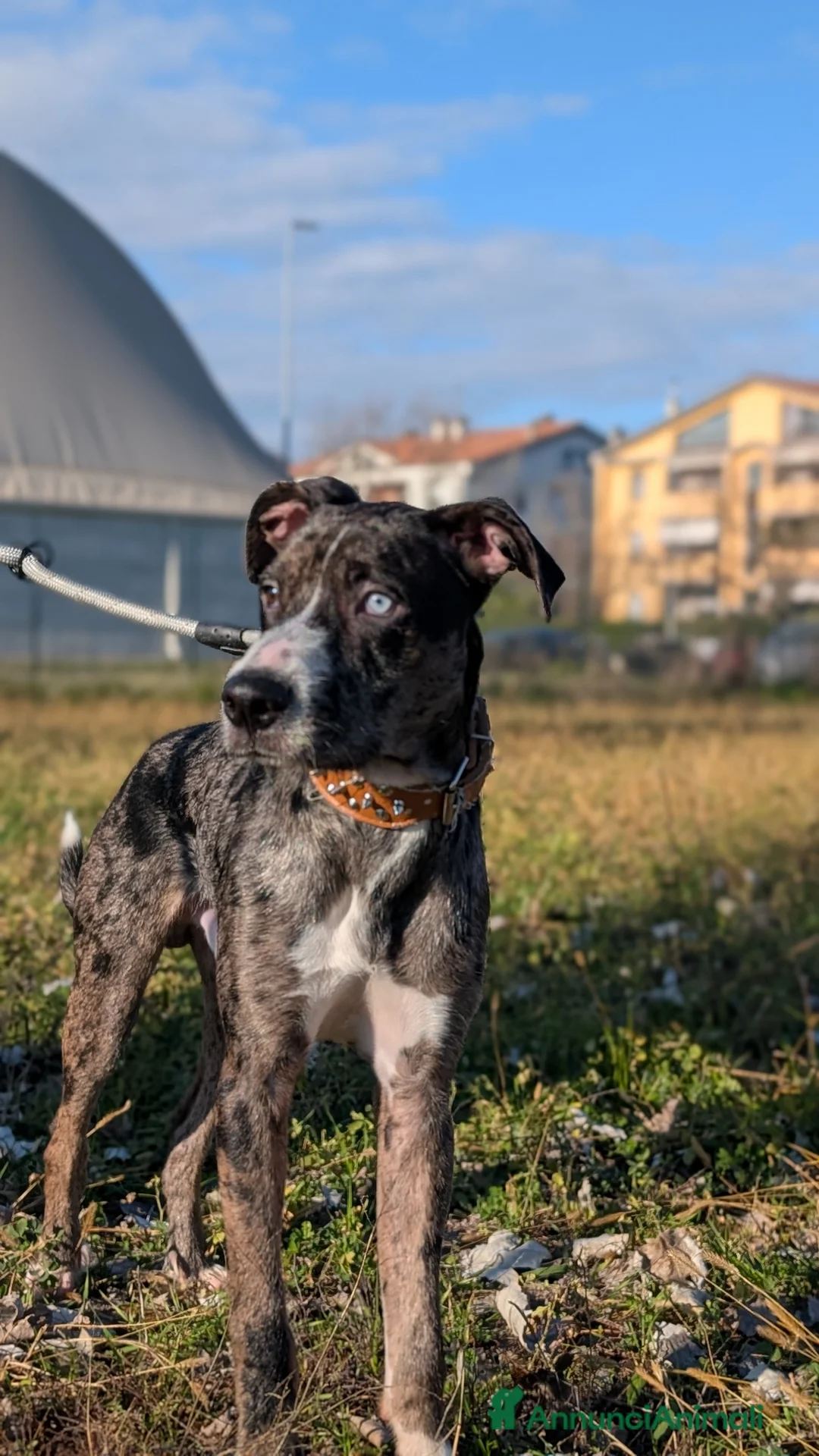Meticcio cani in regalo: Cedo urgentemente cane  a Provincia di Parma - Annuncio 1