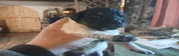 Meticcio cani in vendita: Durlindano - Annuncio 2