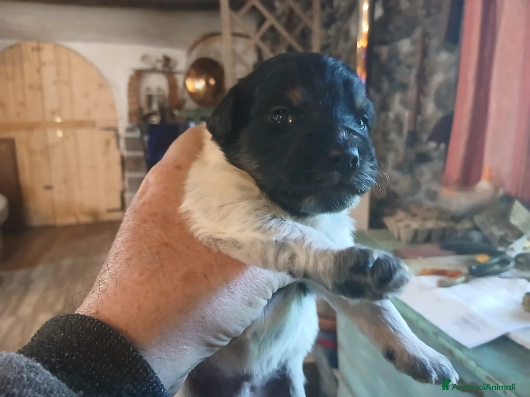Meticcio cani in vendita: Durlindano - Annuncio 2