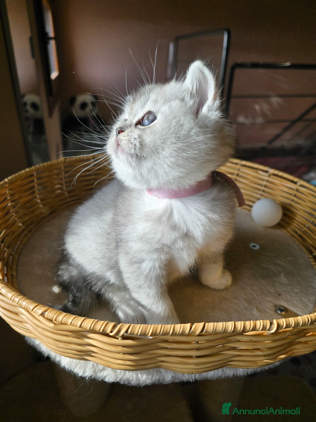 Scottish gatti in vendita: Gattini Scottish fold e straight silver shaded - Annuncio 4