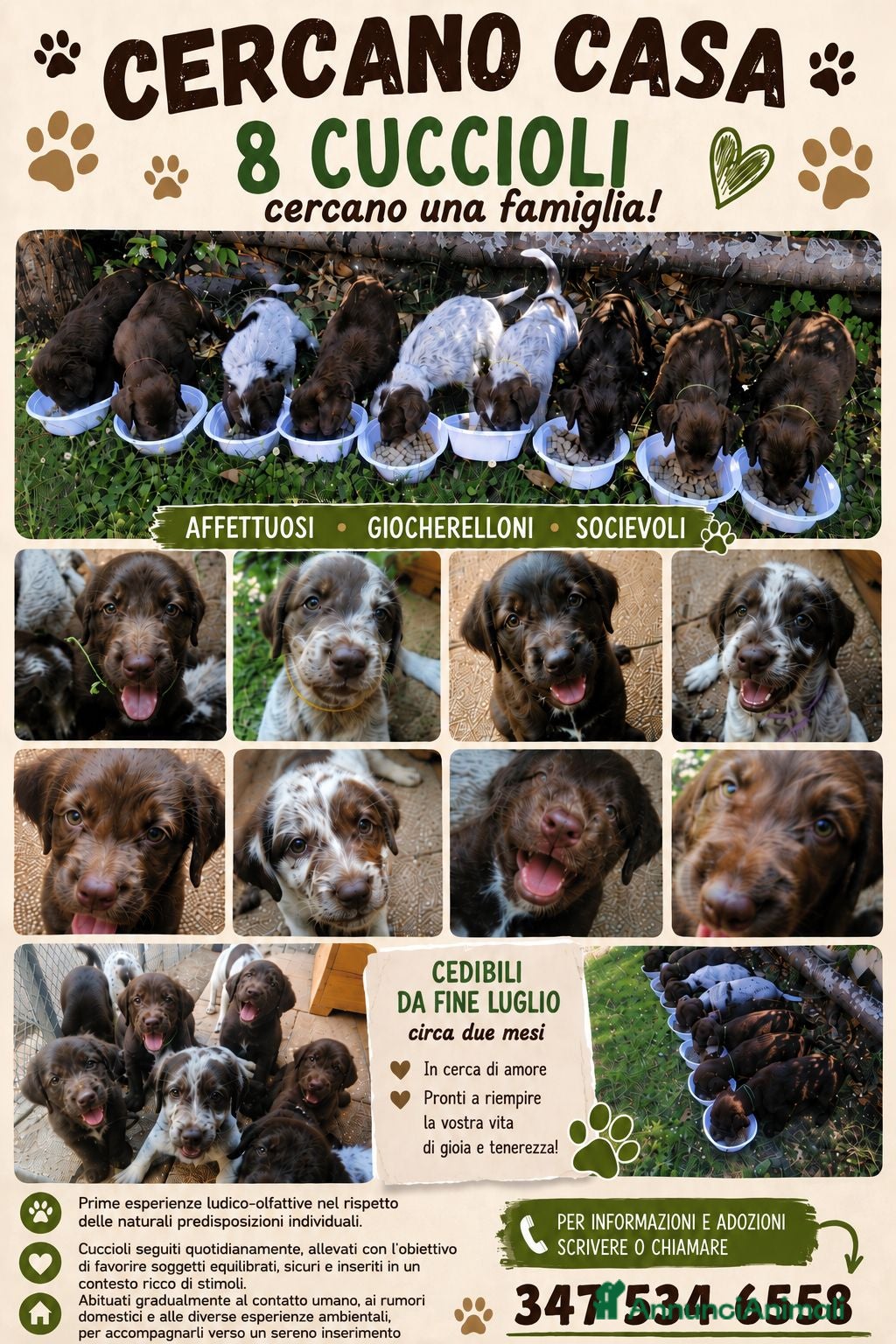 Meticcio cani Lagotto Braccopointer - Annuncio 9