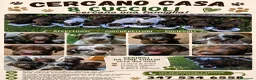 Meticcio cani in vendita: Lagotto Braccopointer - Annuncio 1