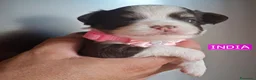 Chihuahua cani in vendita: Chihuahua pelo lungo  - Annuncio 11
