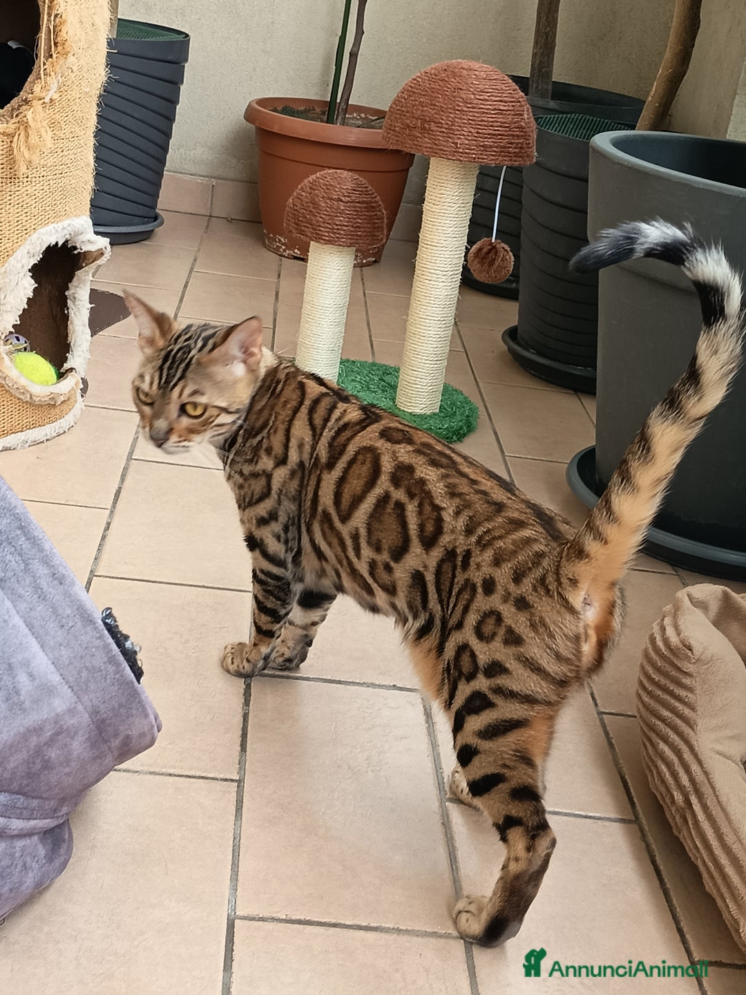 Bengala gatti in vendita: Maschietto di rara colorazione dorata 😻 - Annuncio 8