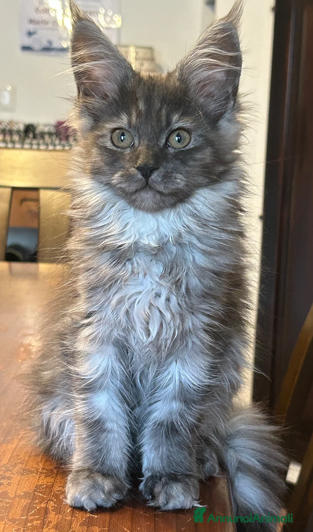 Maine Coon gatti in vendita: Maine Coon  - Annuncio 1
