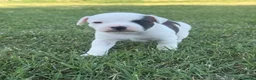 Staffordshire cani in vendita: Stupendi Staffy - Annuncio 8