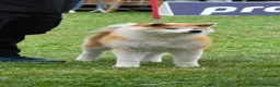 Akita Inu cani in vendita: Cucciolo Akita inu (Top Selection) a Città metropolitana di Roma Capitale - Annuncio 27