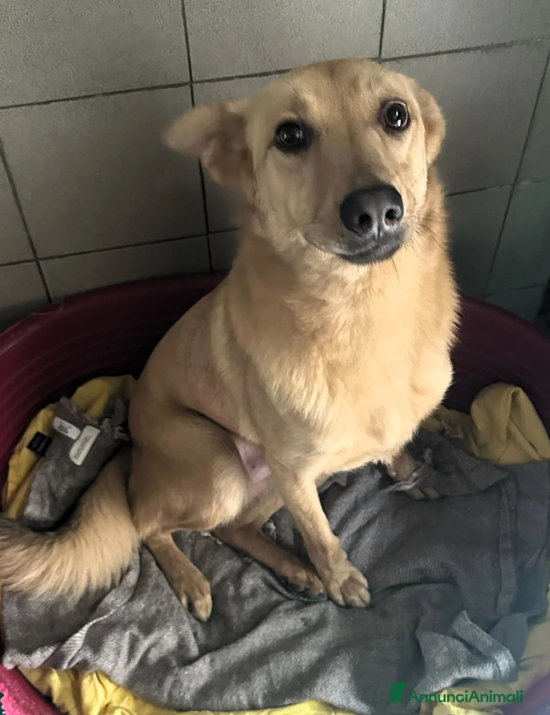 Meticcio cani in regalo: MANUEL CAGNOLINO D'ORO - Annuncio 1