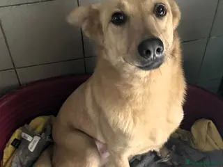 Meticcio cani MANUEL CAGNOLINO D'ORO - Annuncio 1