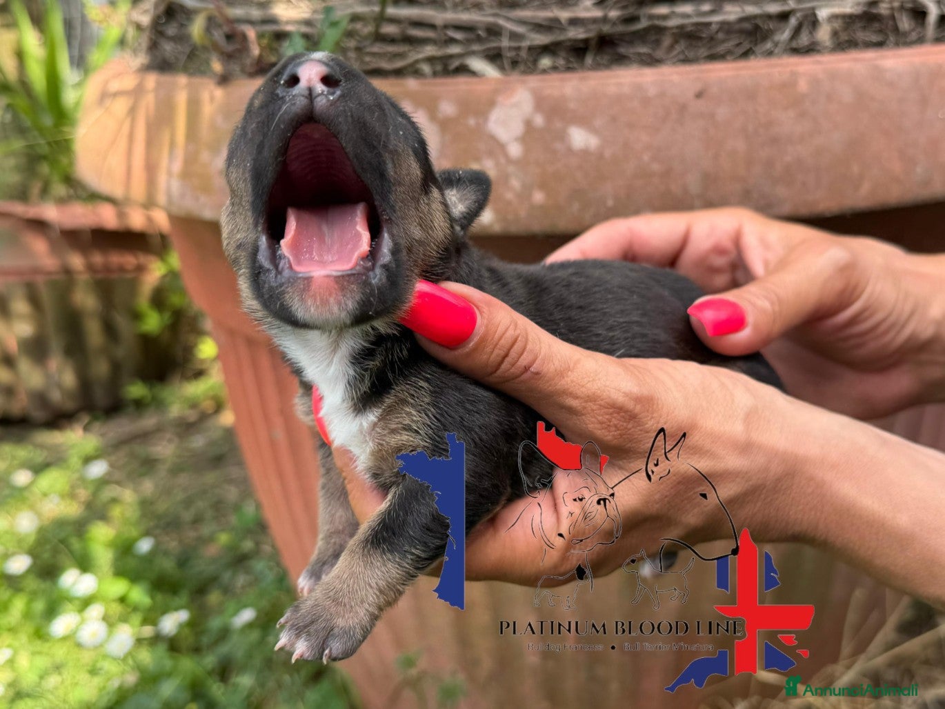 Bull Terrier Mini cani Bull Terrier Miniature  - Annuncio 3