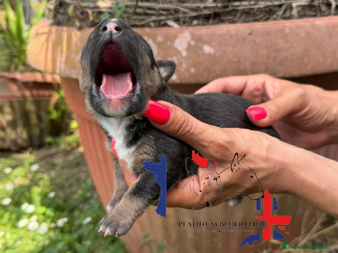 Bull Terrier Mini cani in vendita: Bull Terrier Miniature  a Provincia di Lucca - Annuncio 2