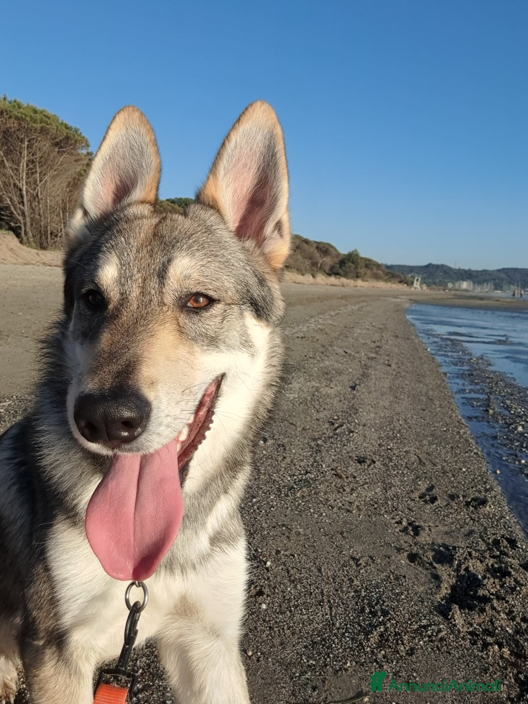 Meticcio cani in vendita: Cerco casa per il mio piccolo Lupo - Annuncio 5