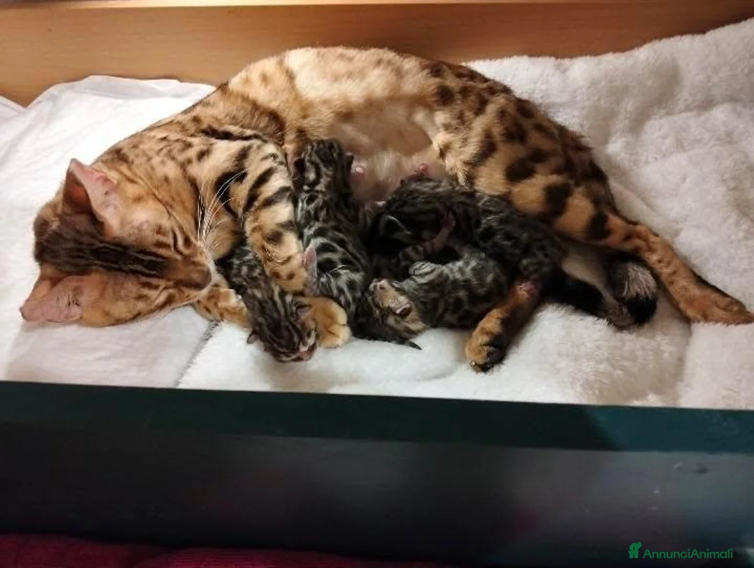Bengala gatti in vendita: 7 Bengala#pedegree -30%sul 2°cucciolo#breeding - Annuncio 2