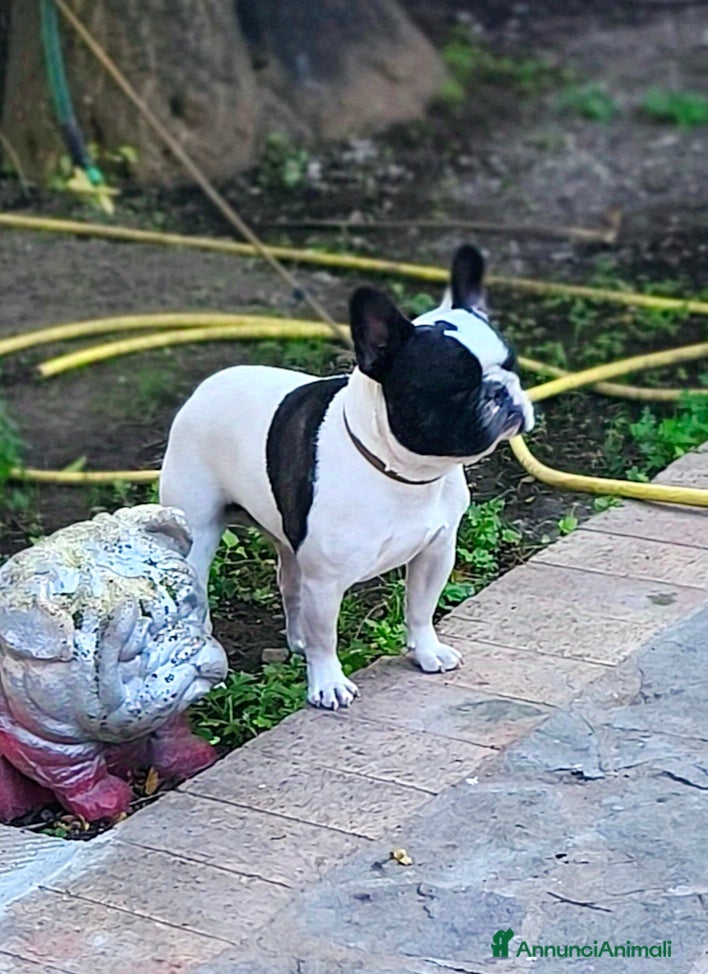 Bulldog Francese cani Bulldog francese x monta enci a Provincia di Salerno - Annuncio 2