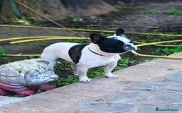 Bulldog Francese cani per accoppiamento: Bulldog francese x monta enci a Provincia di Salerno - Annuncio 2