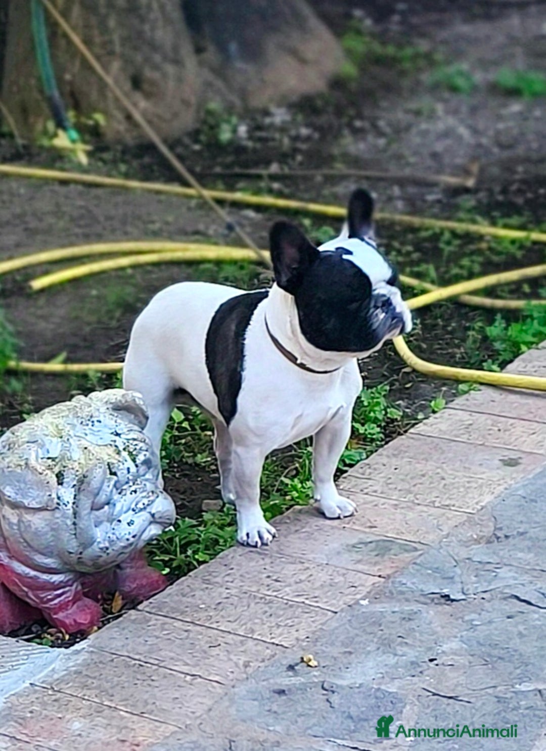 Bulldog Francese cani per accoppiamento: Bulldog francese x monta enci a Provincia di Salerno - Annuncio 2