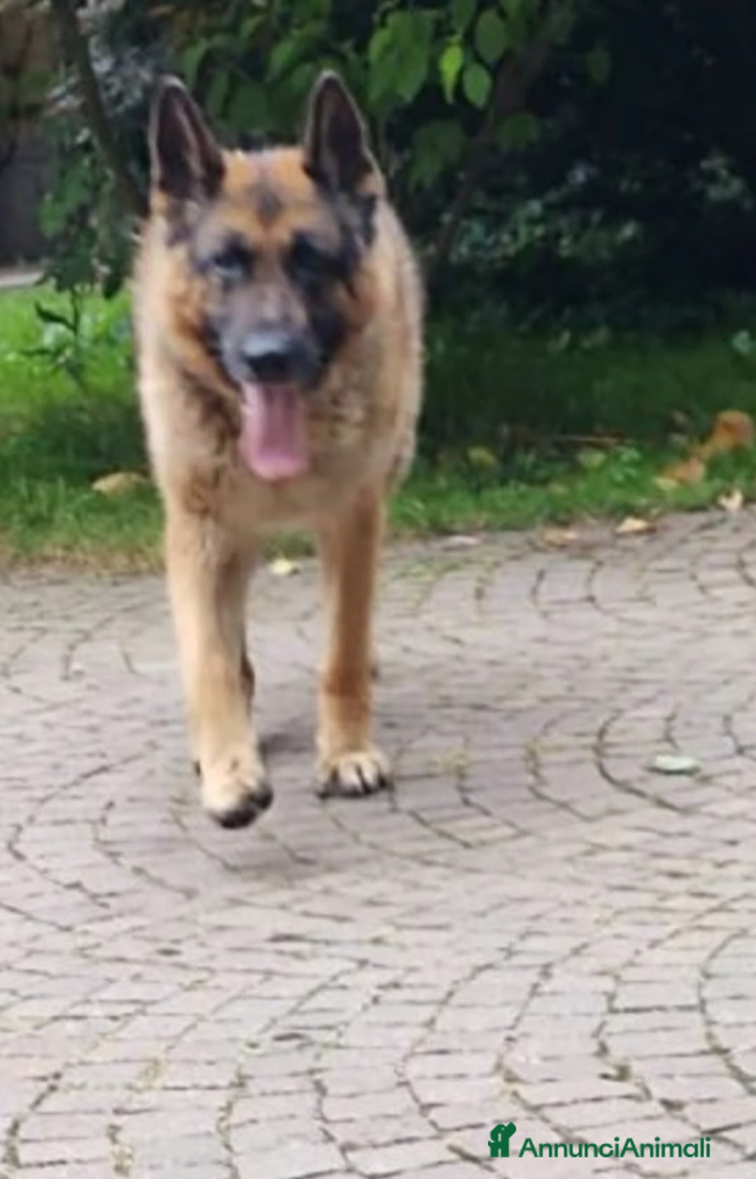 Pastore Tedesco cani in regalo: Pastore Tedesco 1vita a catena mangiava minestrina - Annuncio 2