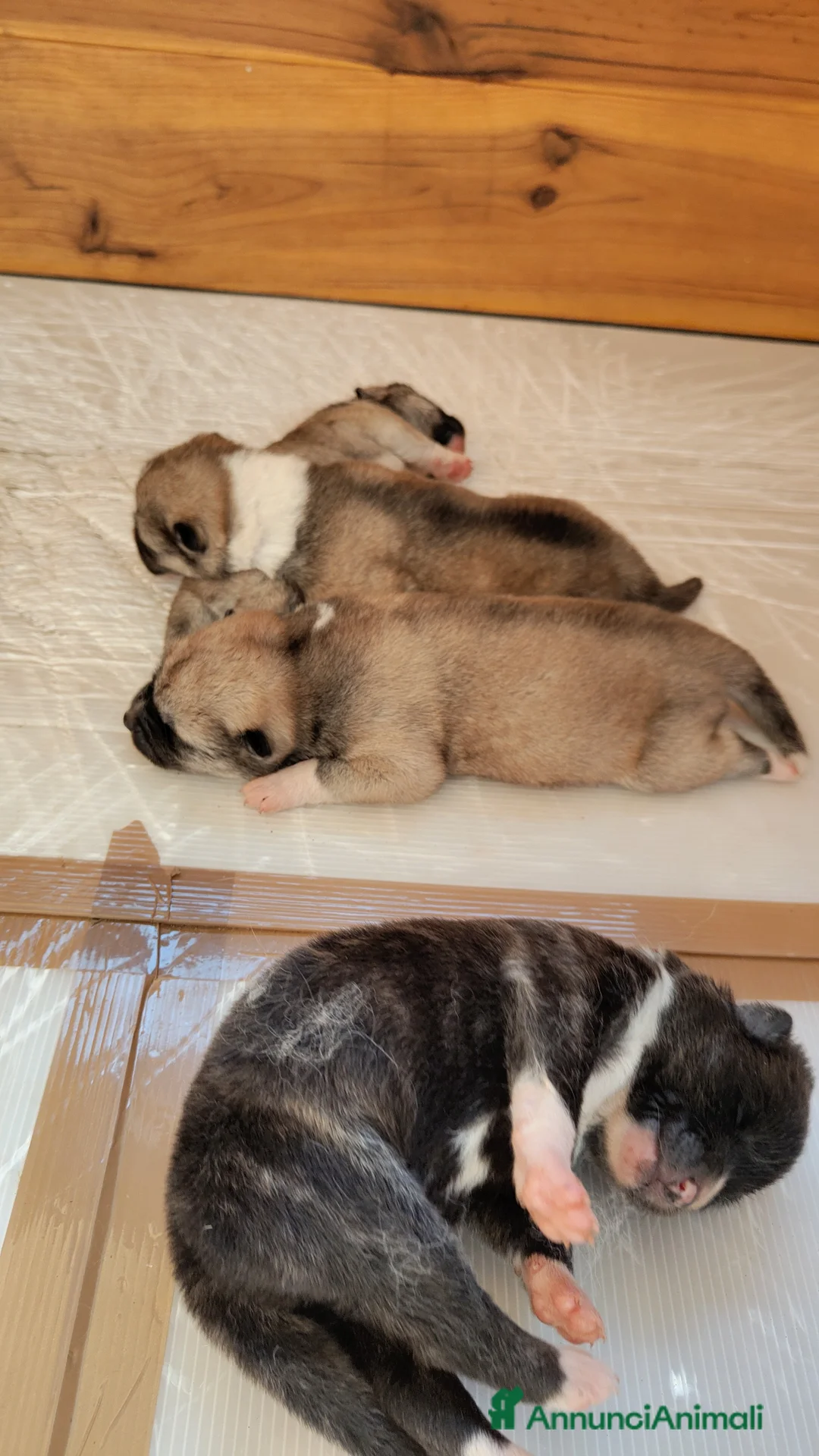 Akita Inu cani in vendita: Cuccioli Akita - Annuncio 3