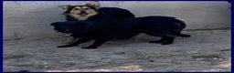 Meticcio cani in regalo: SABRINA un po' spaventata - Annuncio 5