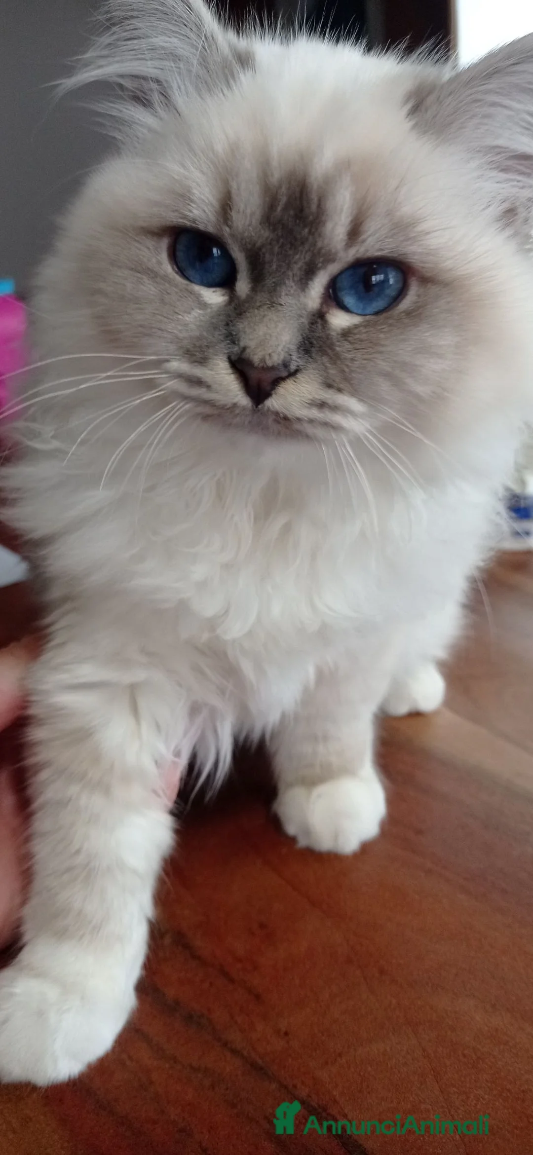 Sacro di Birmania gatti in vendita: Cuccioli Sacro di Birmania  - Annuncio 1