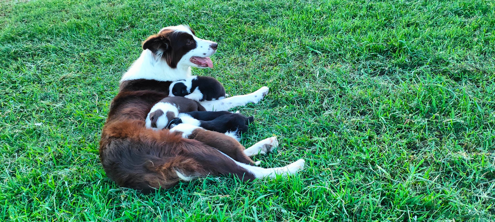 Border Collie cani Border collie - Annuncio 6