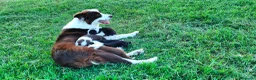 Border Collie cani in vendita: Border collie - Annuncio 1
