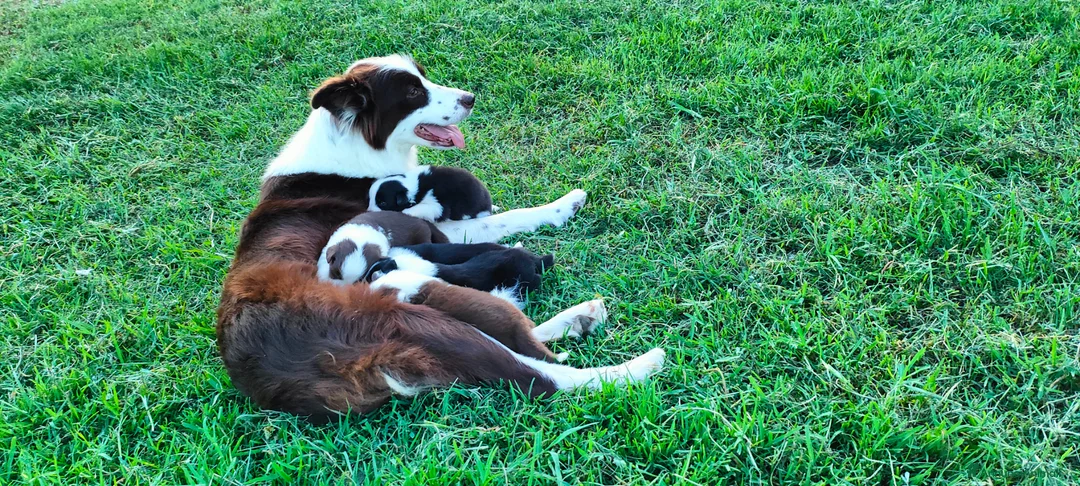 Border Collie cani in vendita: Border collie - Annuncio 1