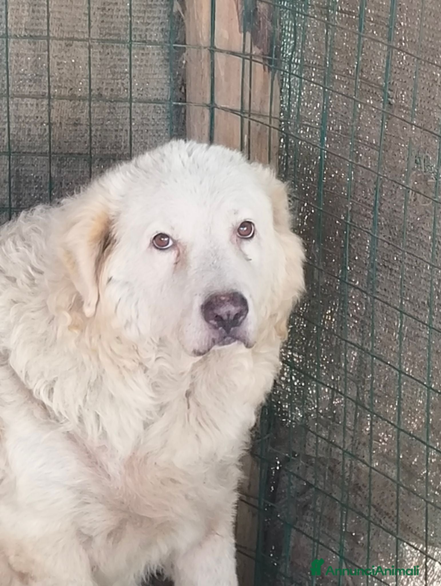 Pastore Abbruzzese Maremmano cani Vendo causa trasloco - Annuncio 2