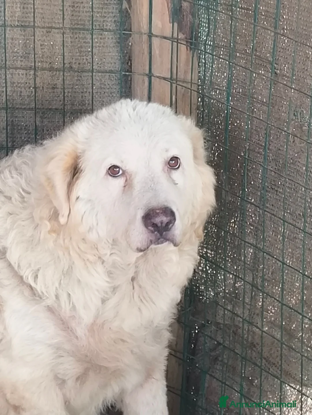 Pastore Abbruzzese Maremmano cani in vendita: Vendo causa trasloco a Provincia di Grosseto - Annuncio 1