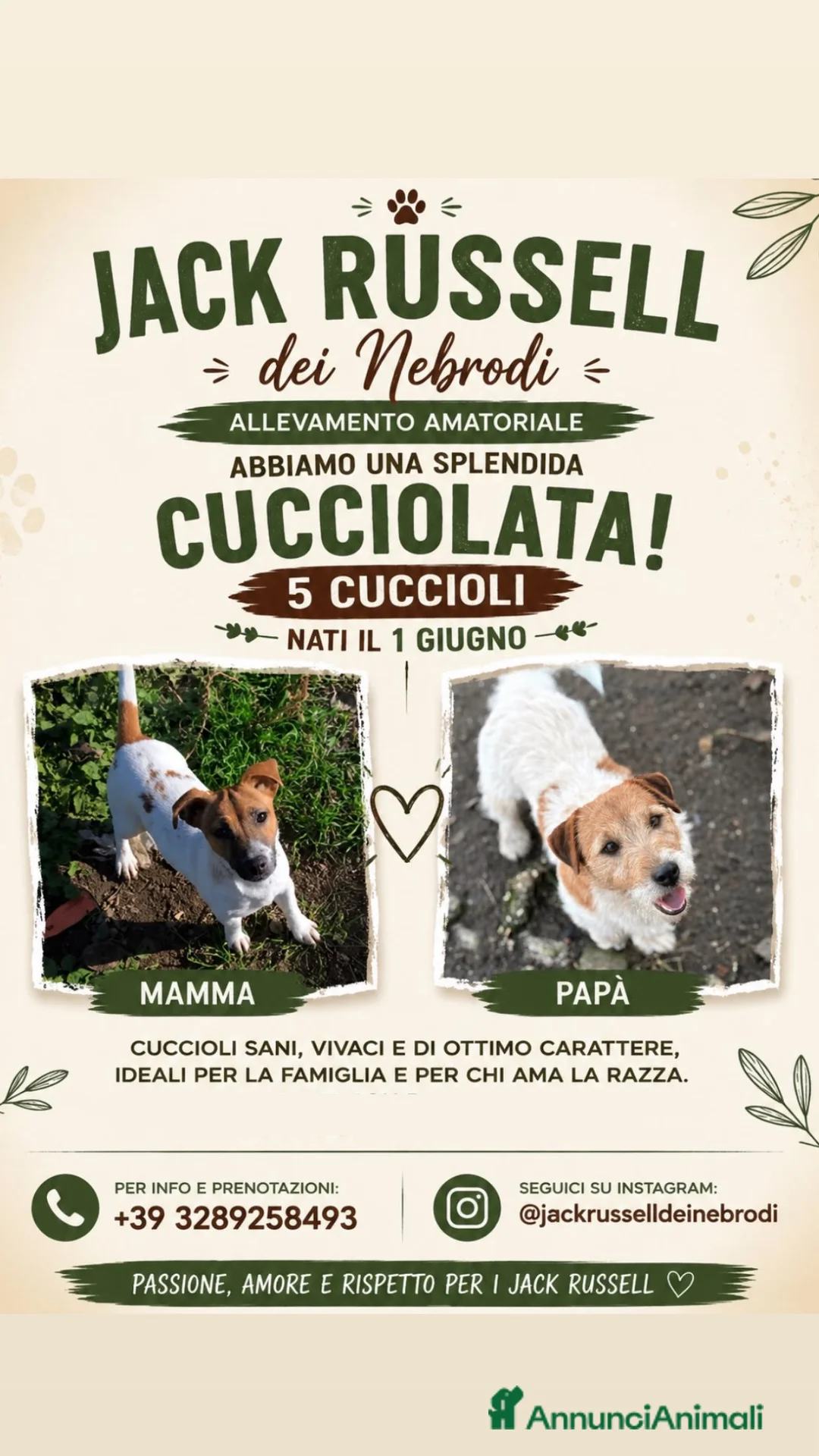 Jack Russell cani in vendita: Jack Russell Cuccioli  - Annuncio 2