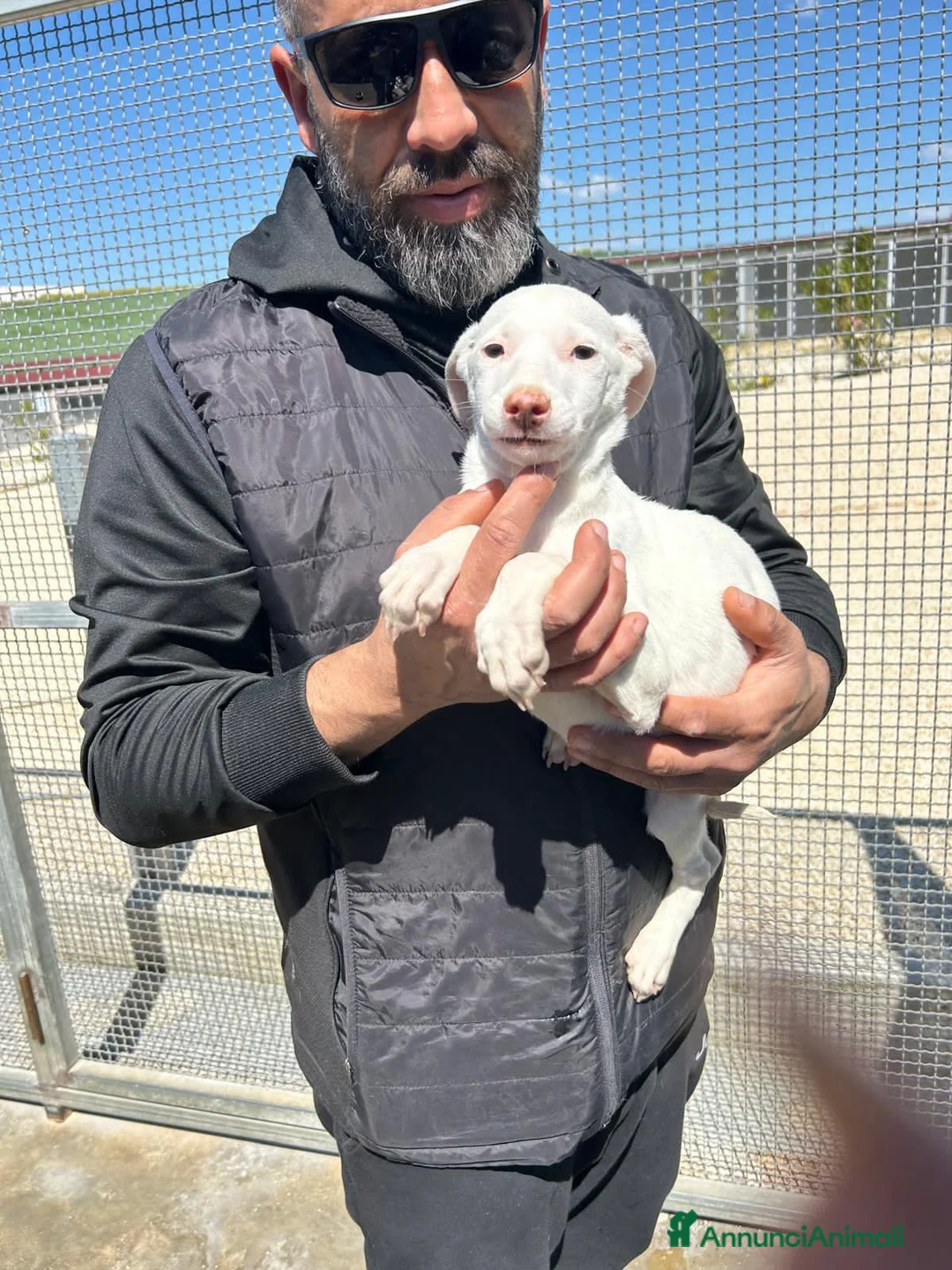 Meticcio cani in regalo: TOLKIEN E ANIA - Annuncio 2