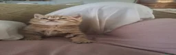 Scottish gatti in vendita: Fantastiche cucciole Scottish straight  - Annuncio 3