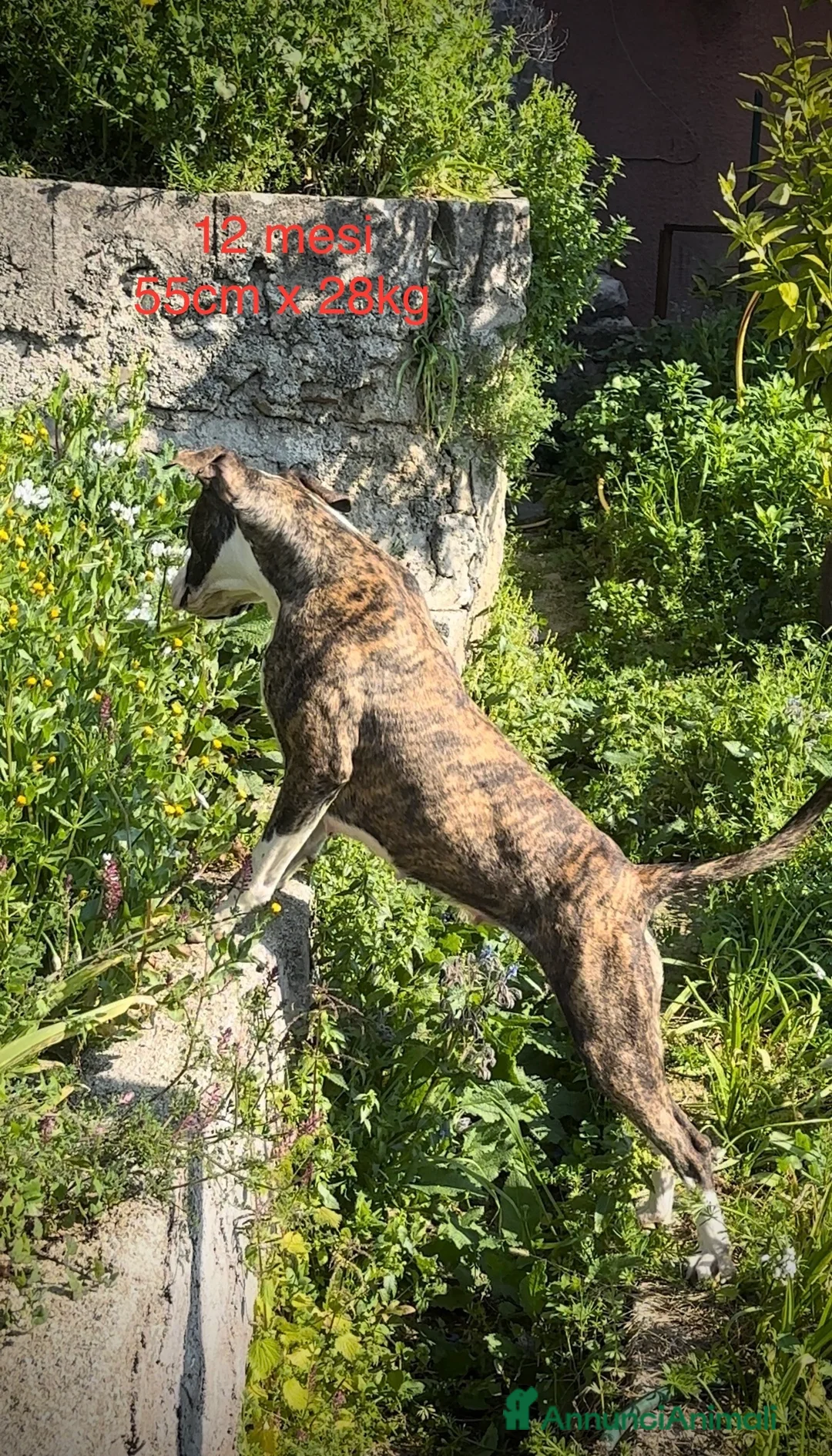 Pitbull cani in vendita: Pitbull UKC Black Nose e Red Nose - Annuncio 12