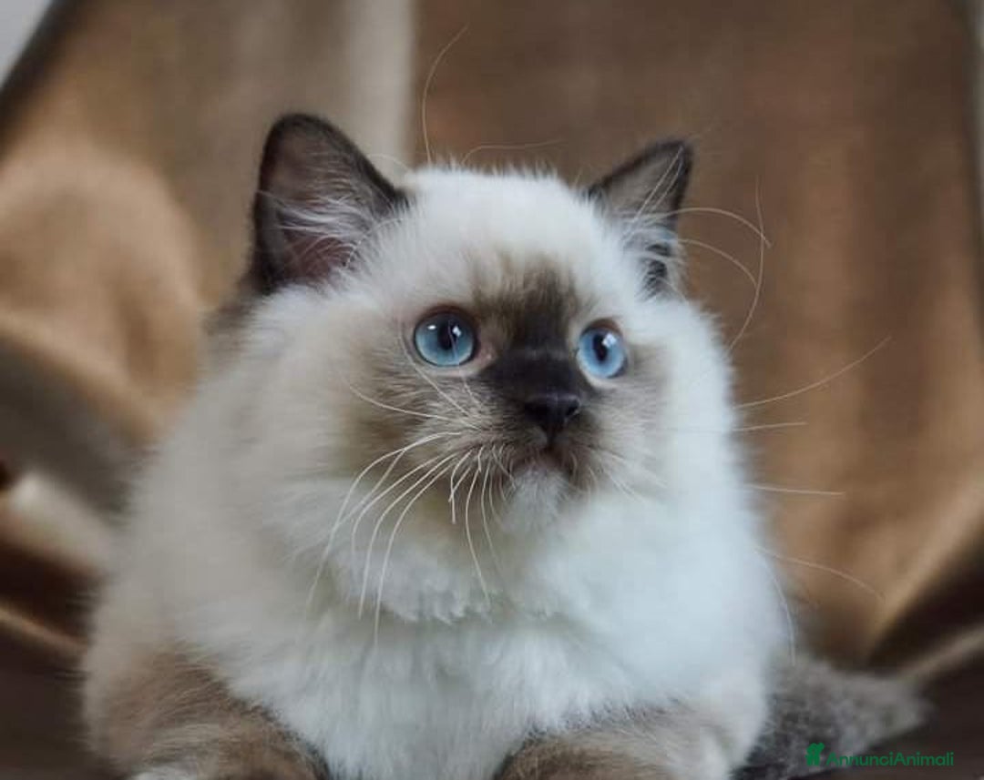 Ragdoll gatti in vendita: Cuccioli di ragdoll - Annuncio 7