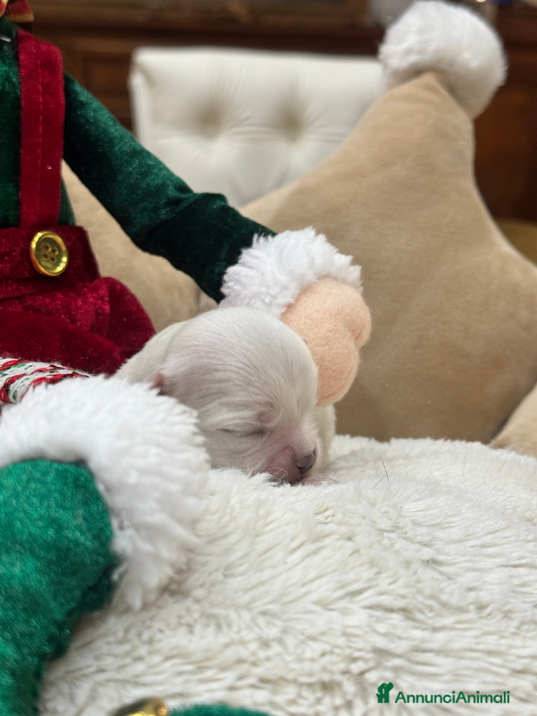 Chihuahua cani in vendita: Cuccioli Chihuahua pelo lungo - Annuncio 3