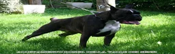 Boxer cani in vendita: BOXER CUCCIOLI VENDO-CUCCIOLI BOXER - Annuncio 15