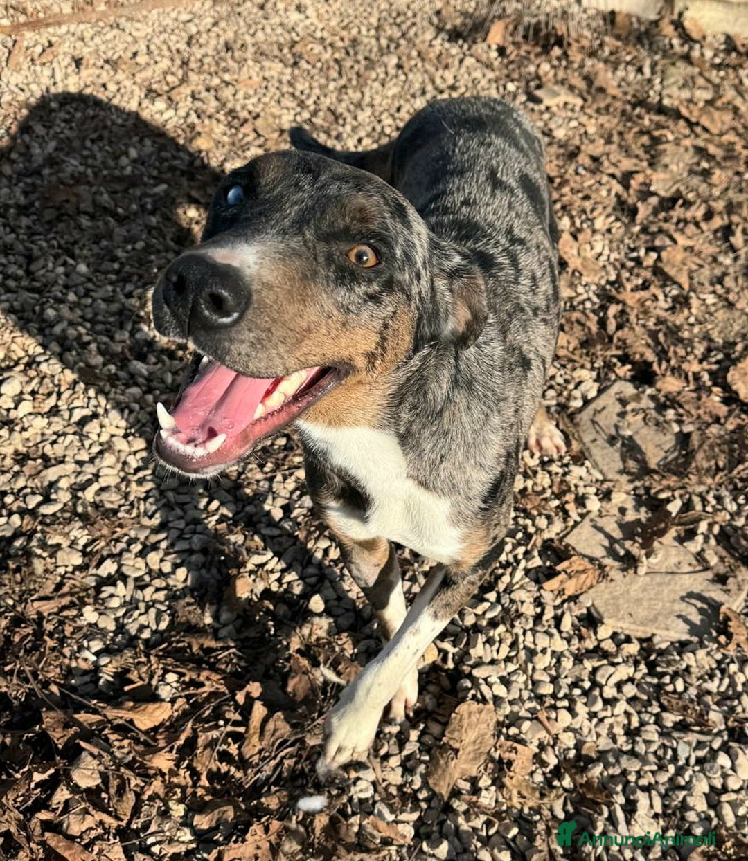 Meticcio cani in regalo: Astrid 1 anno taglia media  - Annuncio 4