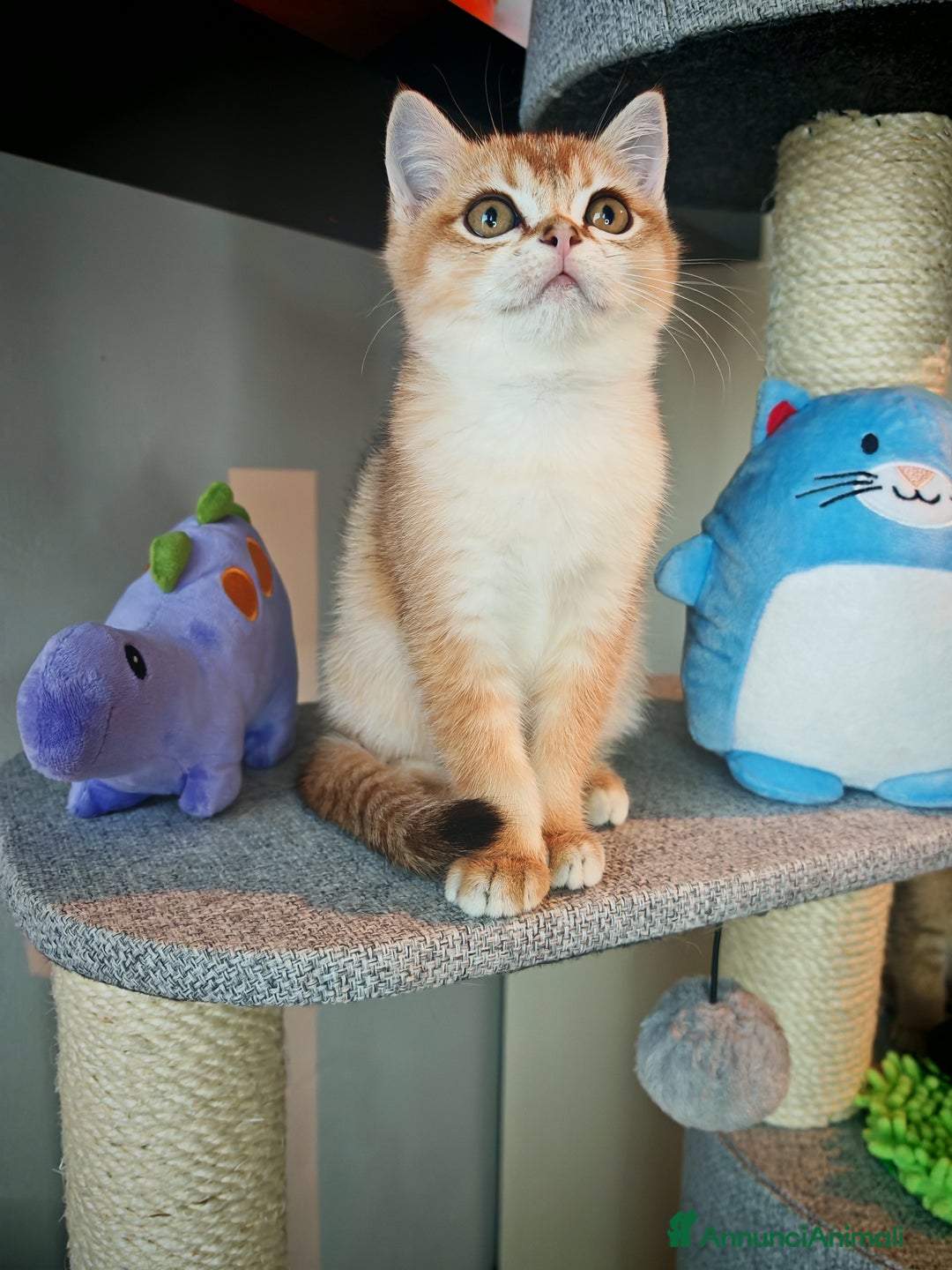 British gatti in vendita: British - Annuncio 6