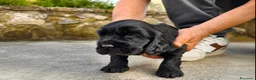 Cocker cani in vendita: Cuccioli neri di cocker spaniel con pedigree ENCI - Annuncio 2