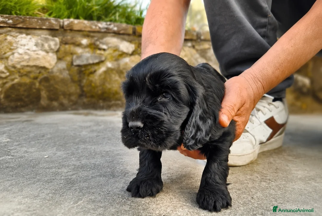 Cocker cani in vendita: Cuccioli neri di cocker spaniel con pedigree ENCI - Annuncio 2