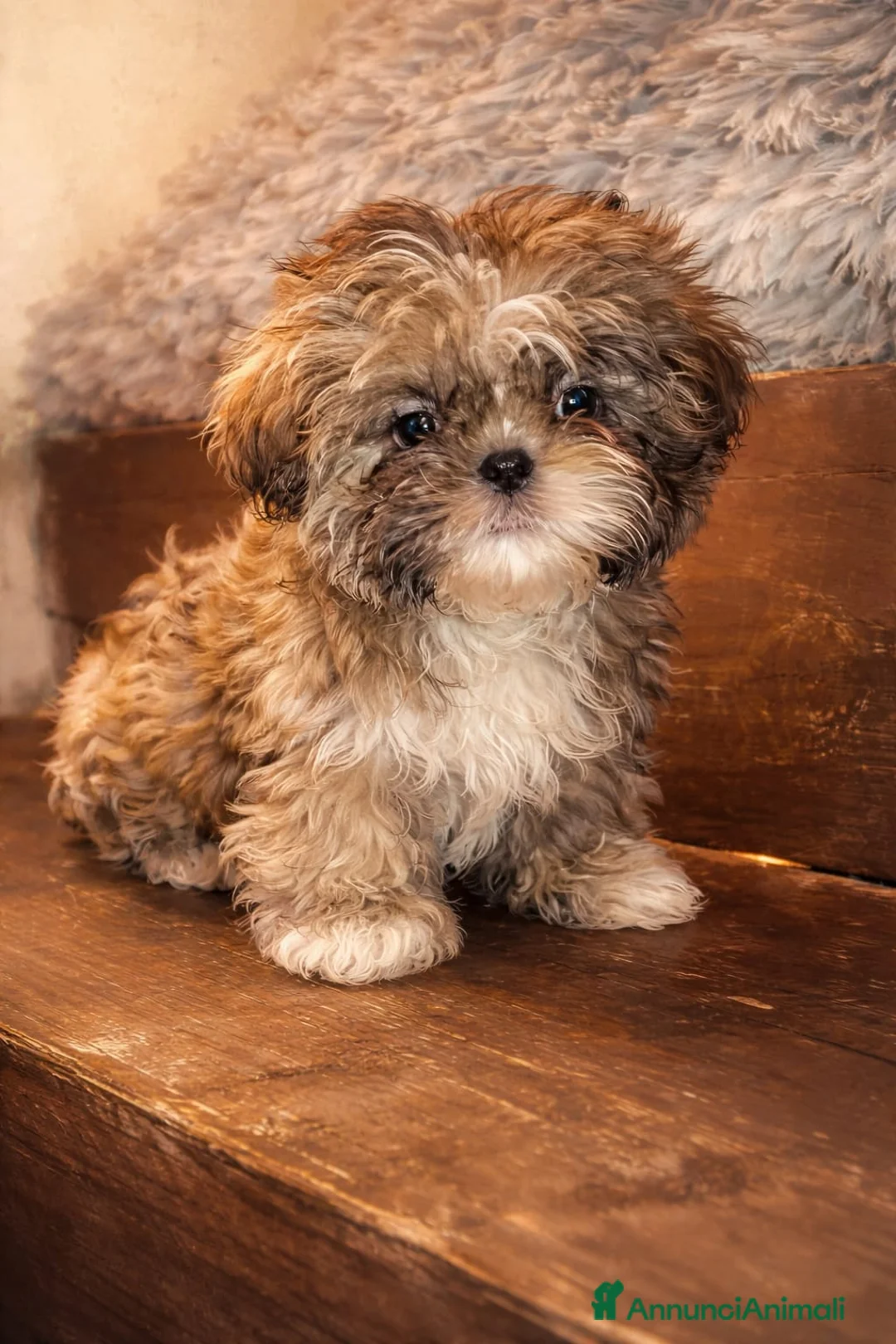 Shih Tzu cani in vendita: Splendido cucciolo di Shitzu  - Annuncio 2