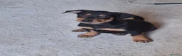 Meticcio cani in regalo: MIKY 💙 quegli occhioni dicono tutto 😍 a Provincia di Asti - Annuncio 6