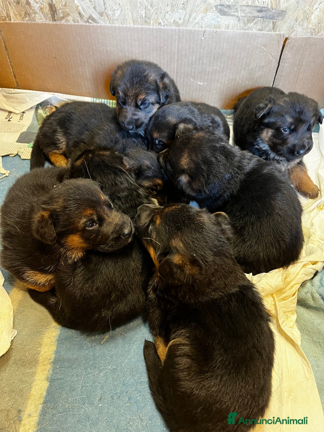 Pastore Tedesco cani in vendita: Cuccioli di pastore tedesco con pedigree - Annuncio 6