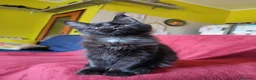 Maine Coon gatti in vendita: Gattina Maine Coon disponibile subito - Annuncio 1